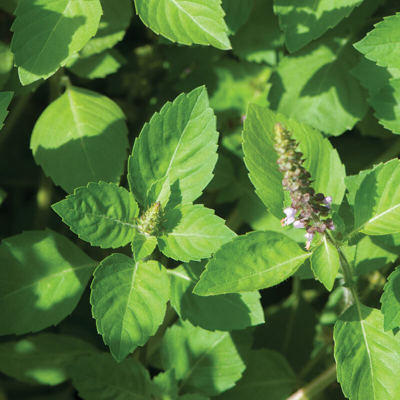 Basil (Kapoor Tulsi, Holy Basil)