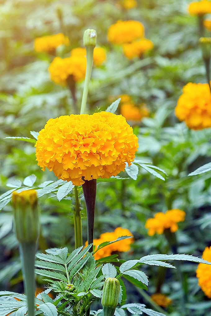 Marigold (Yellow Treasure)