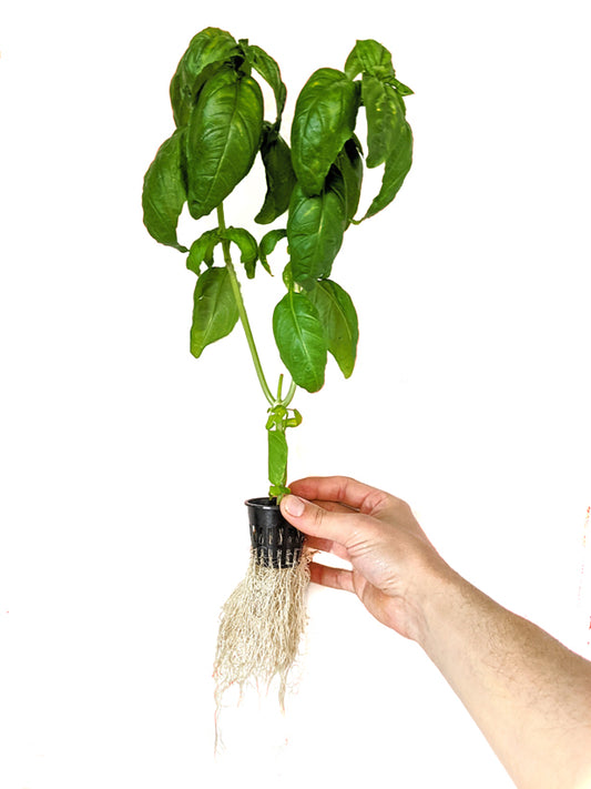 Genovese Basil Seeds