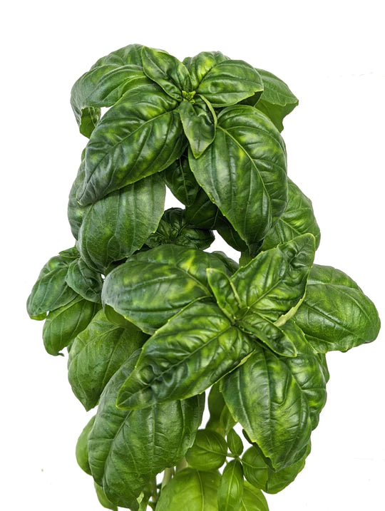 Genovese Basil
