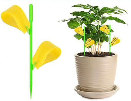 Sticky Bug Traps
