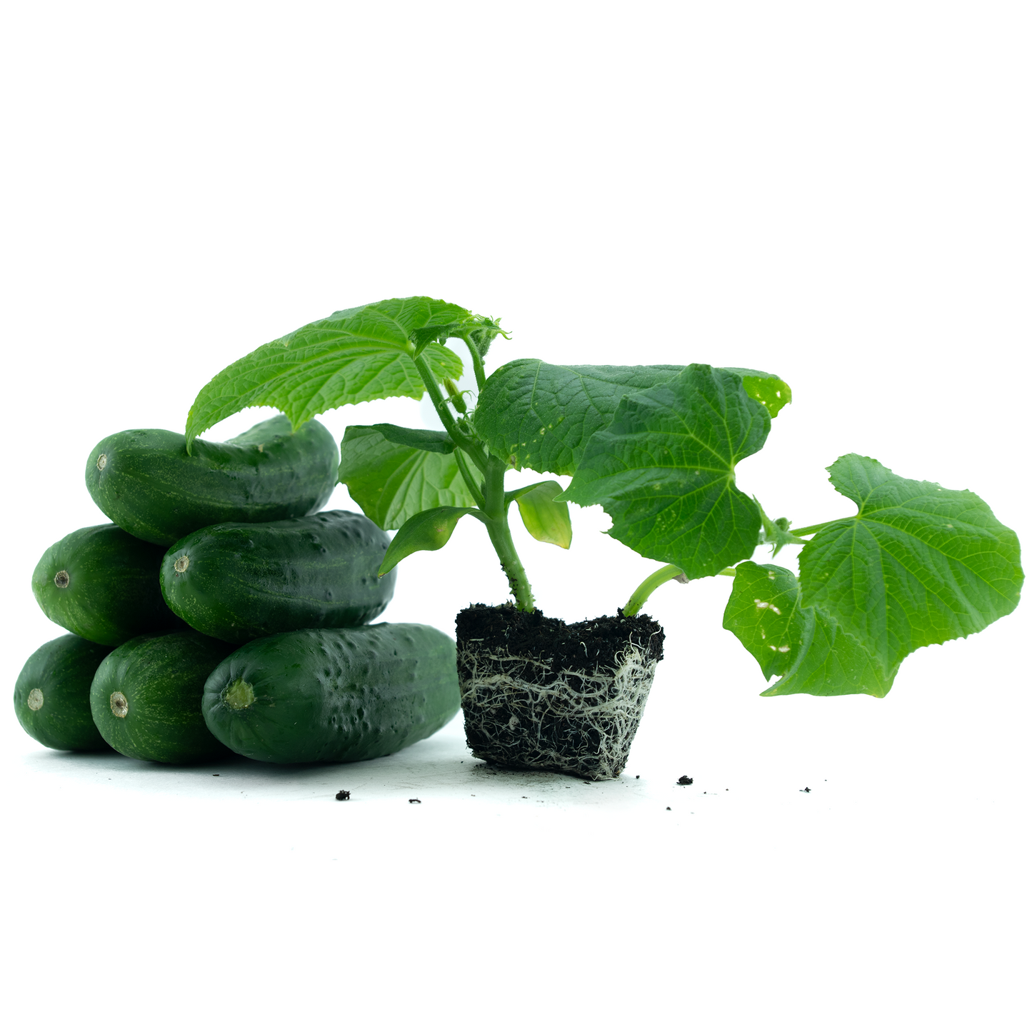 Cucumber