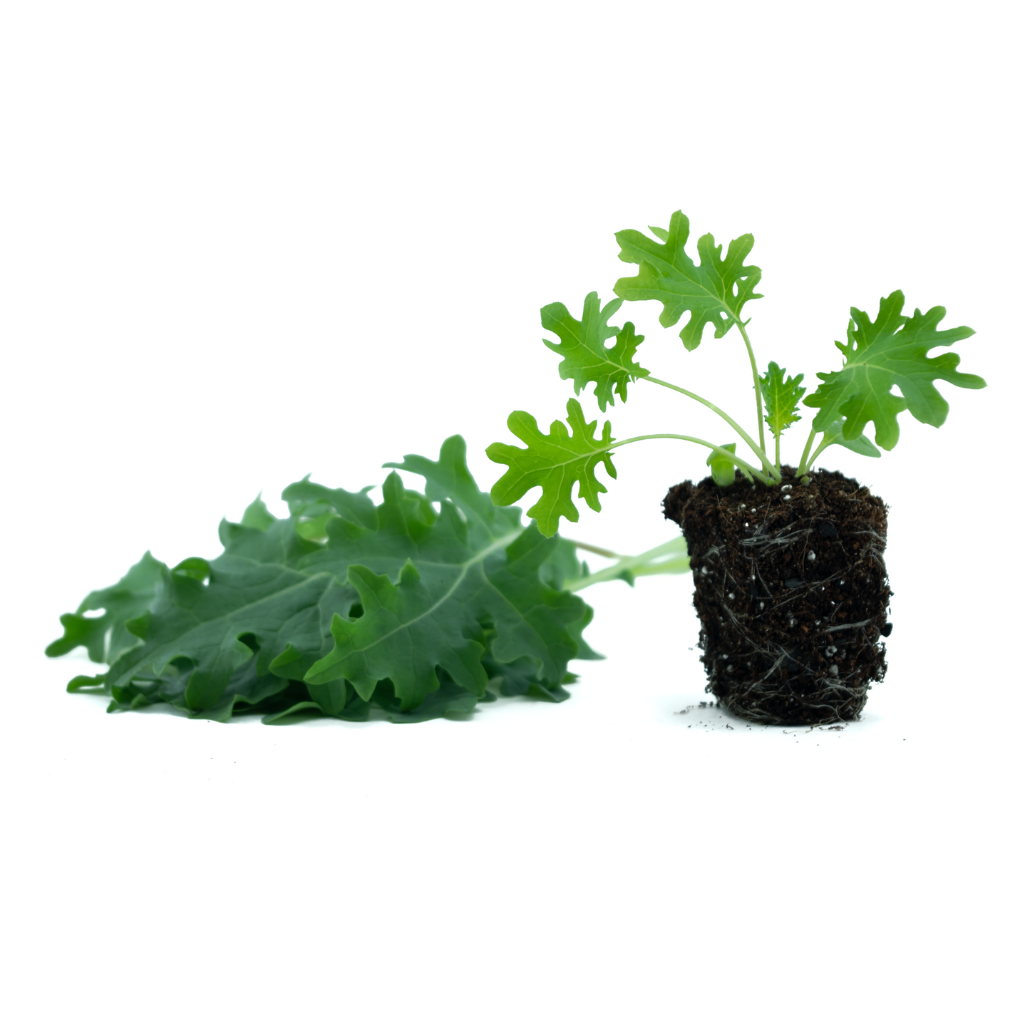 Kale (Winterbor)