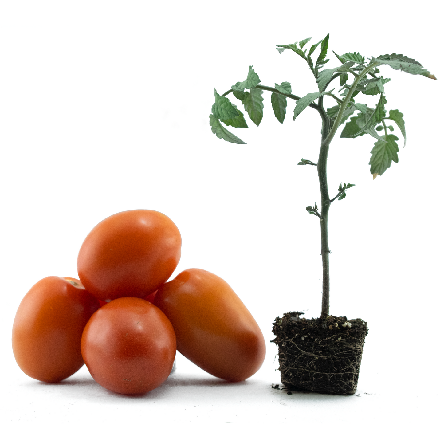 Tomato (La Roma III)