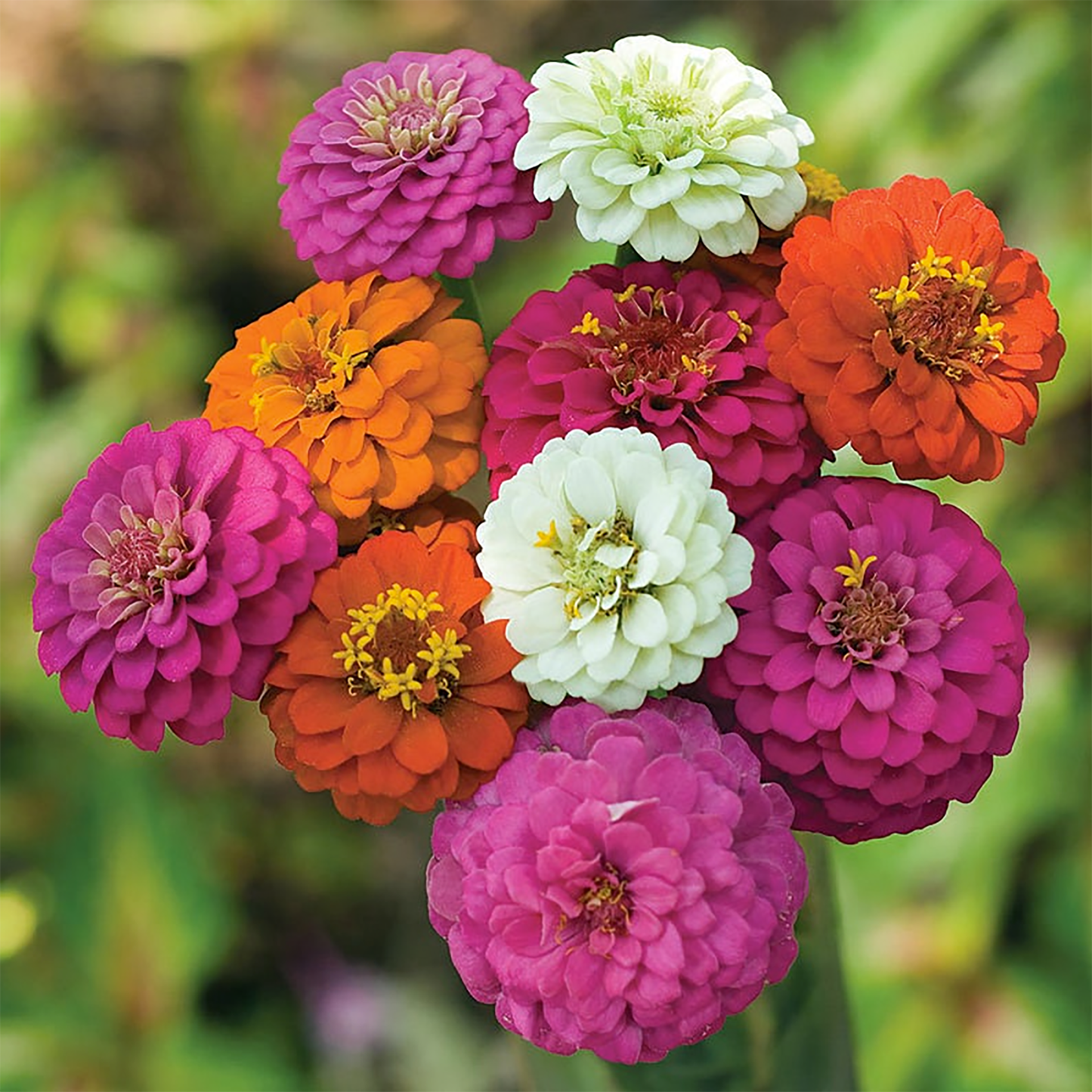 Zinnia