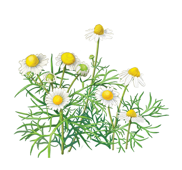 Chamomile