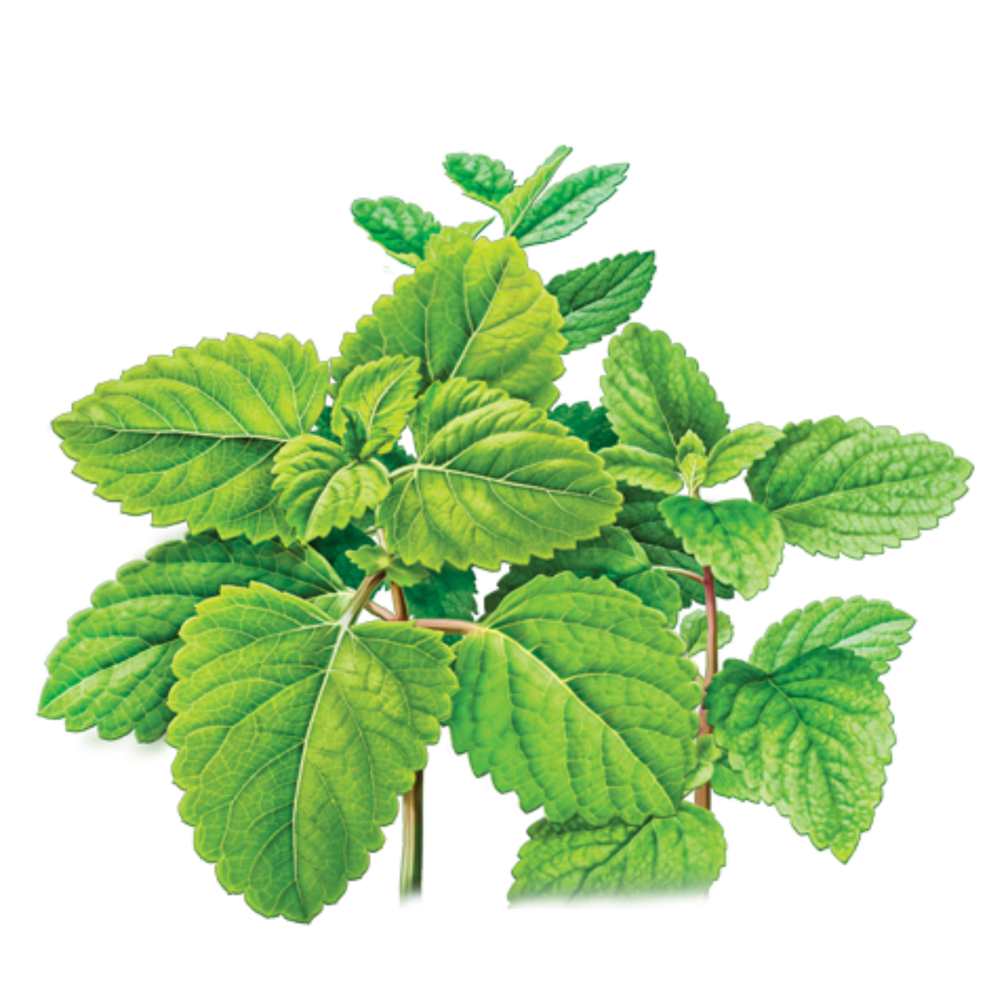Lemon Balm