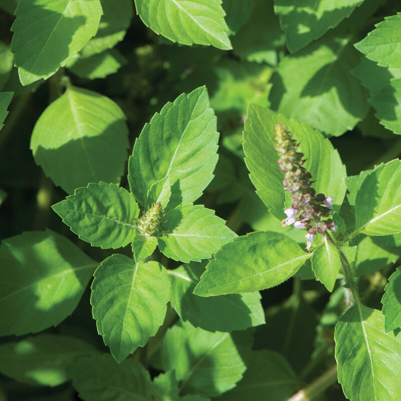 Kapoor Tulsi (Holy Basil)