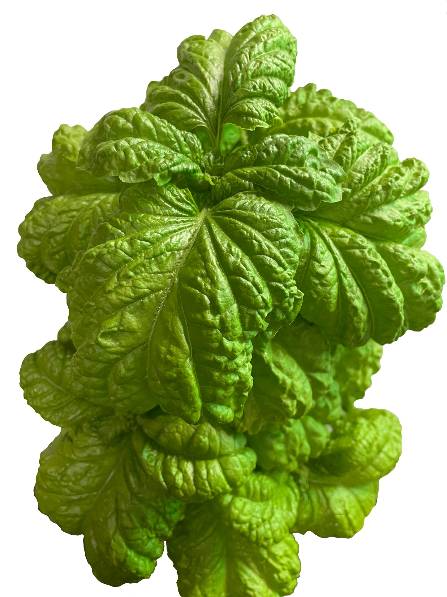 Tuscan Lettuce Leaf Basil