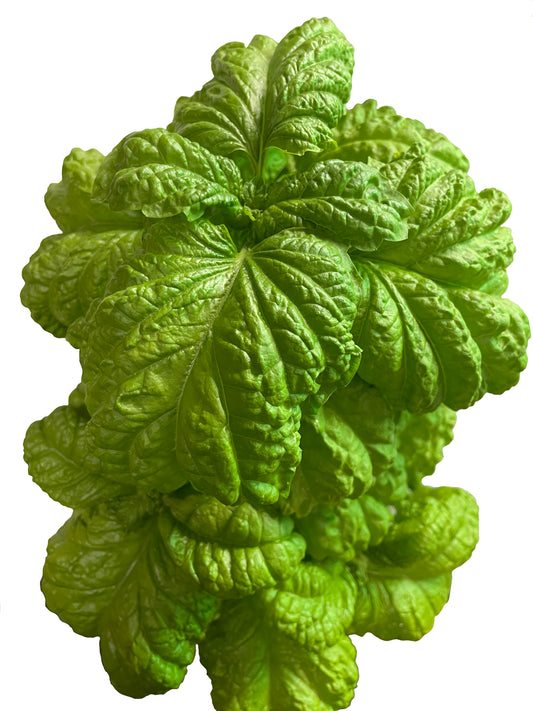 Tuscan Lettuce Leaf Basil