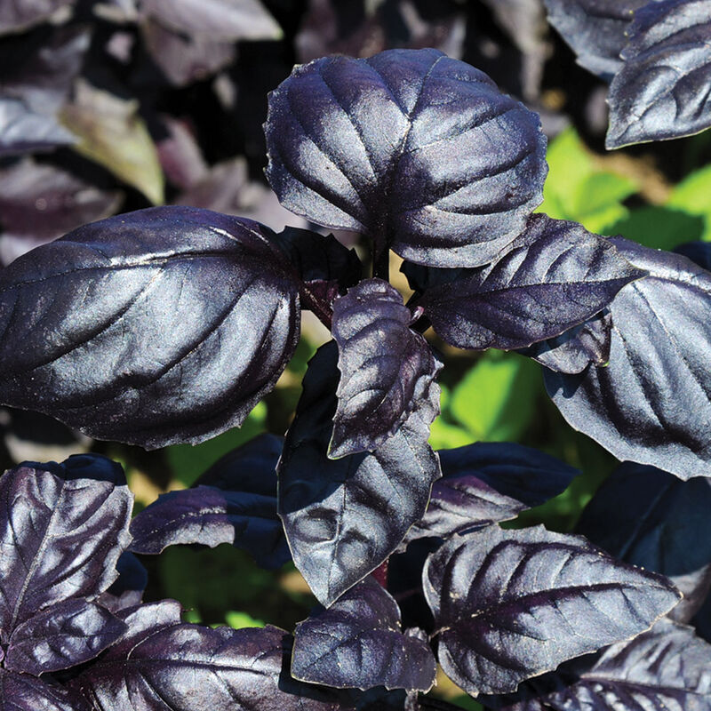 Amethyst Basil