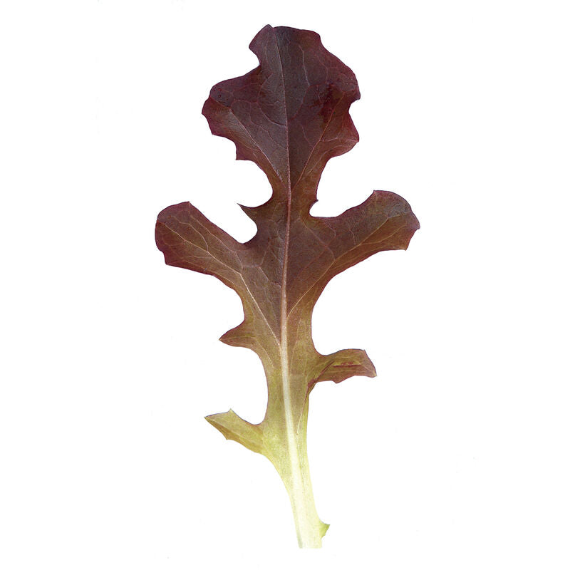 Garrison (Red Oak Leaf) Lettuce