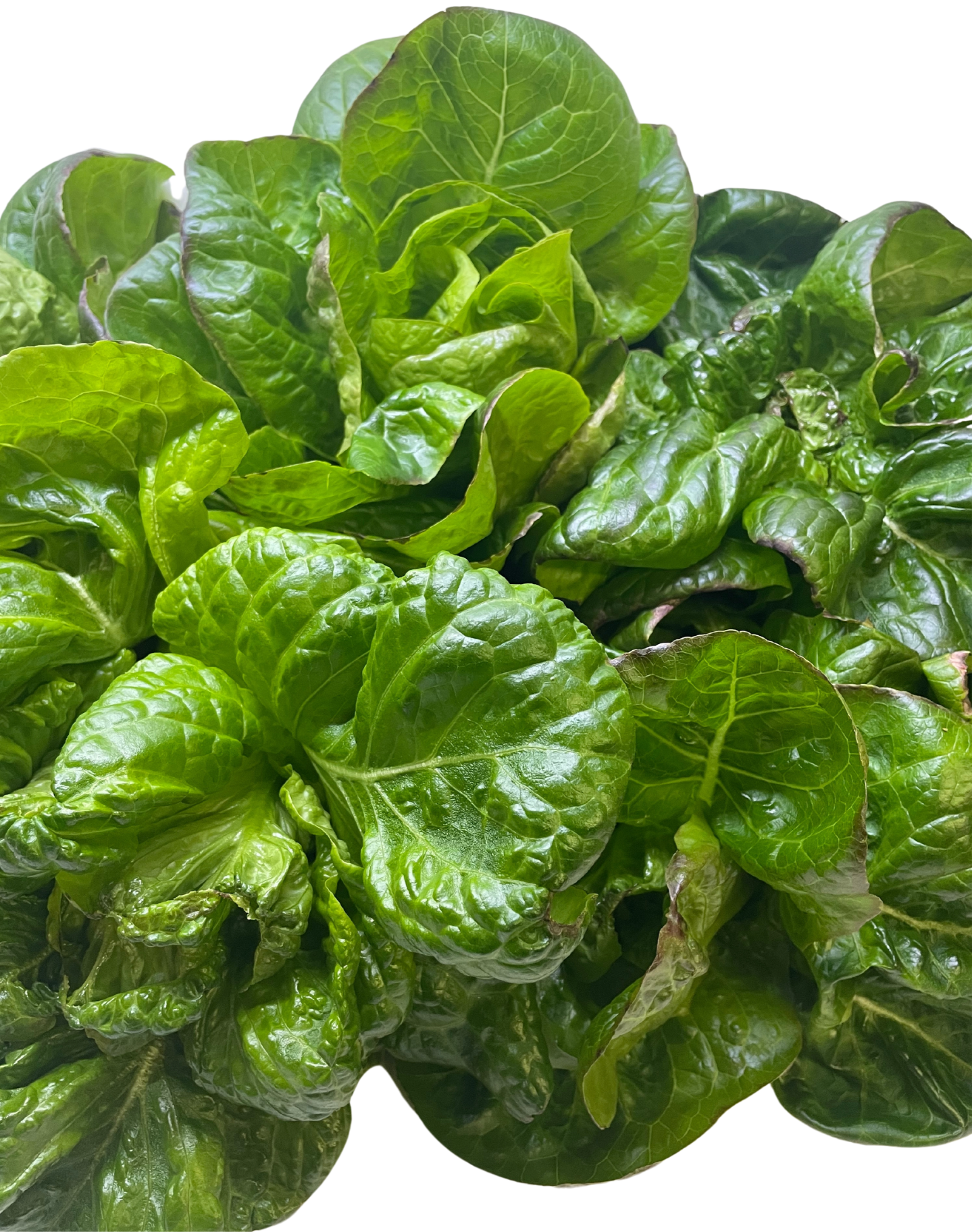 Lettuce Seeds (Newham)