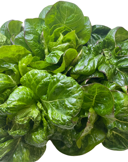 Lettuce Seeds (Newham)