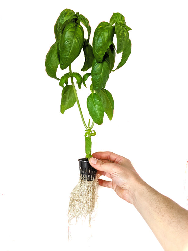 Genovese Basil Seeds