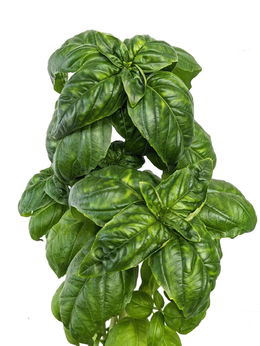 Genovese Basil