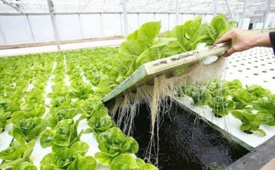 Lettuce Seeds (Newham)