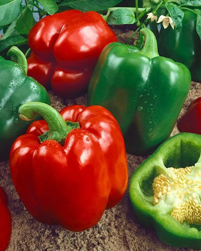 Red Wonder Bell Pepper