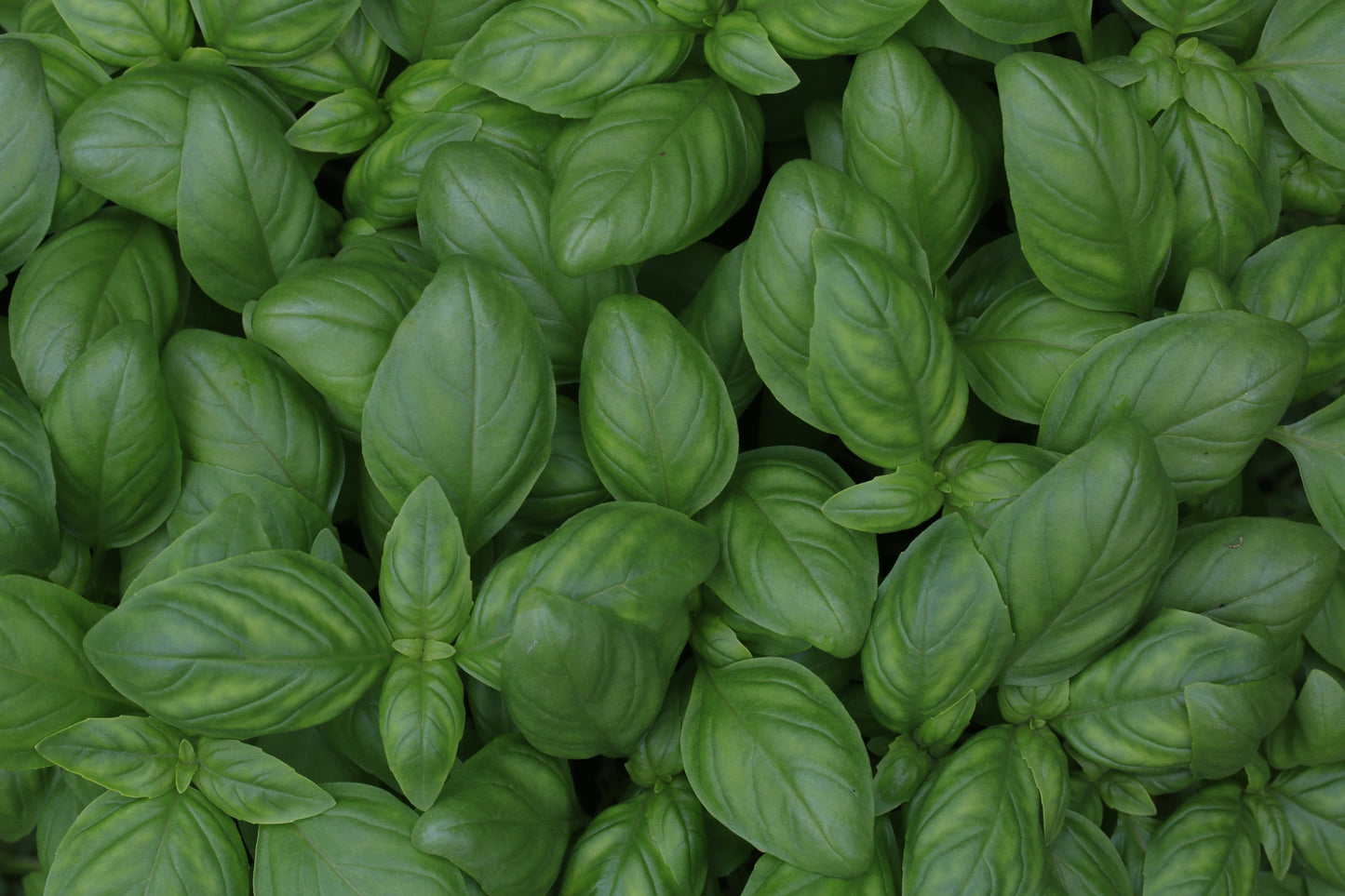 Genovese Basil Seeds