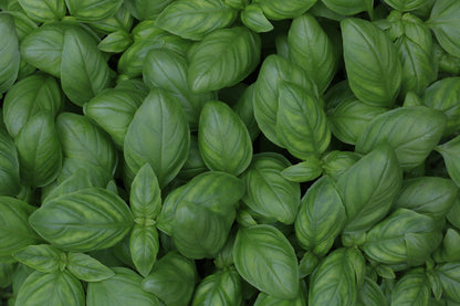 Genovese Basil Seeds