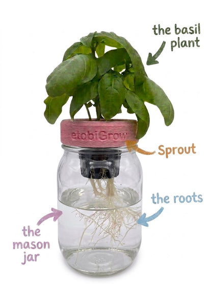 Sprout