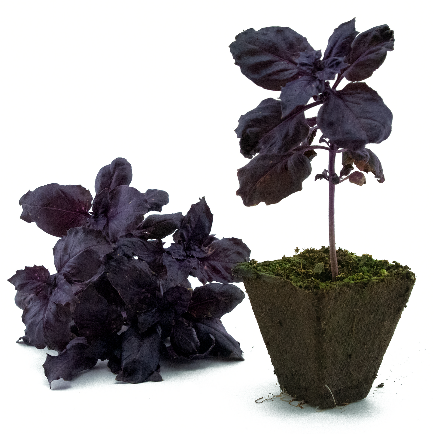 Basil (Dark Opal)
