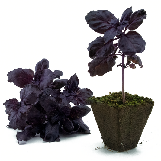 Basil (Dark Opal)