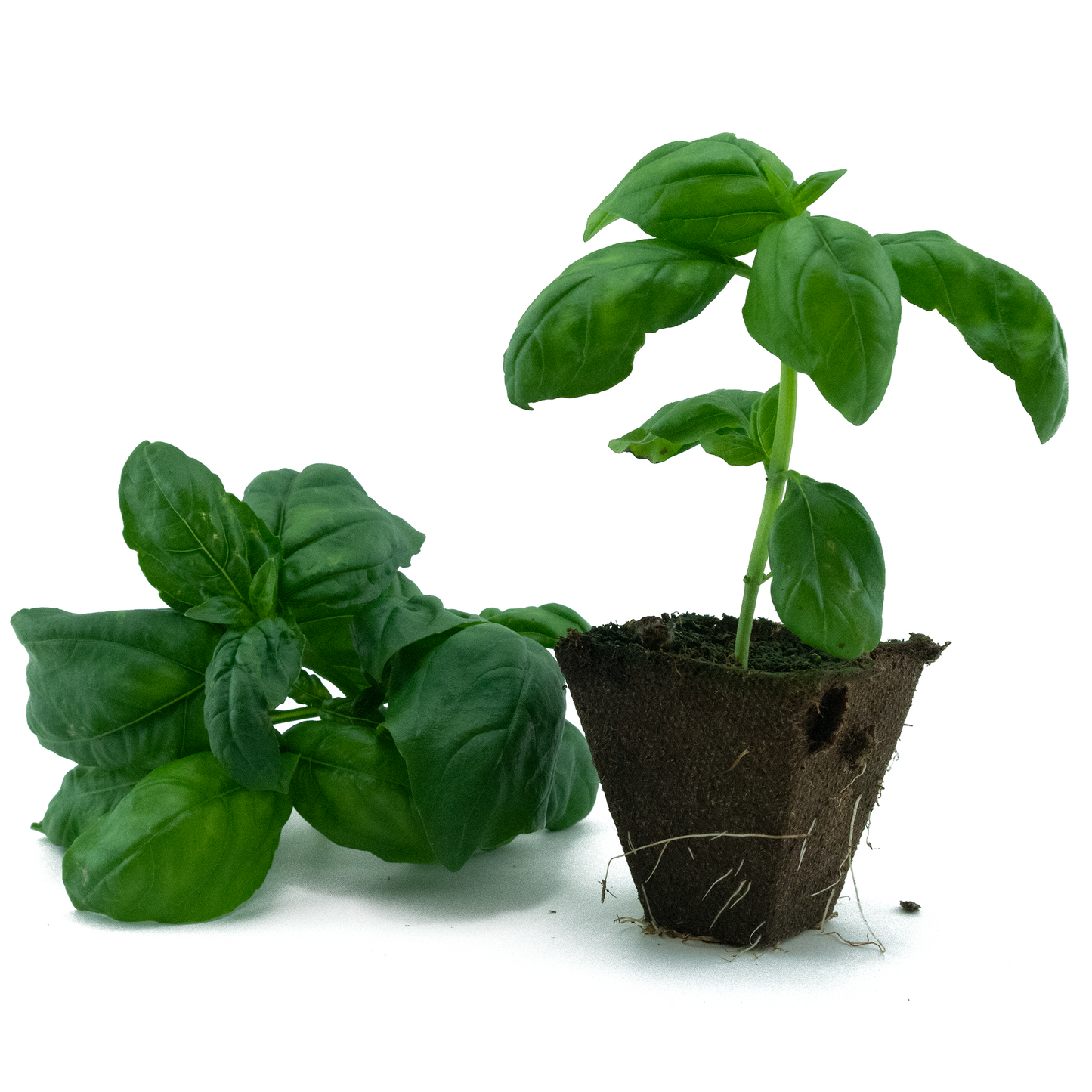 Basil (Genovese)