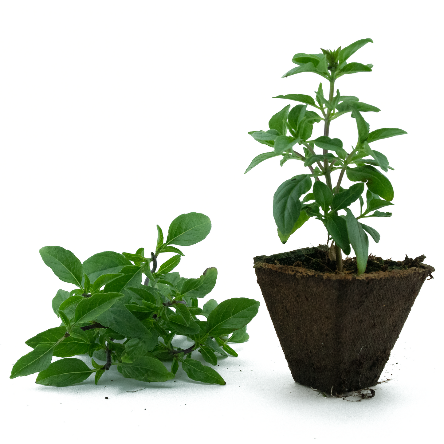 Basil (Thai)