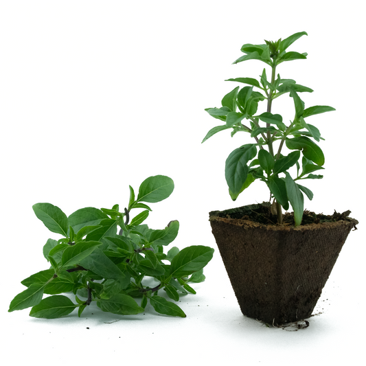 Basil (Thai)