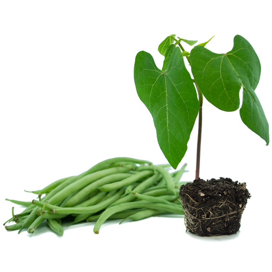 Beans (Bush)