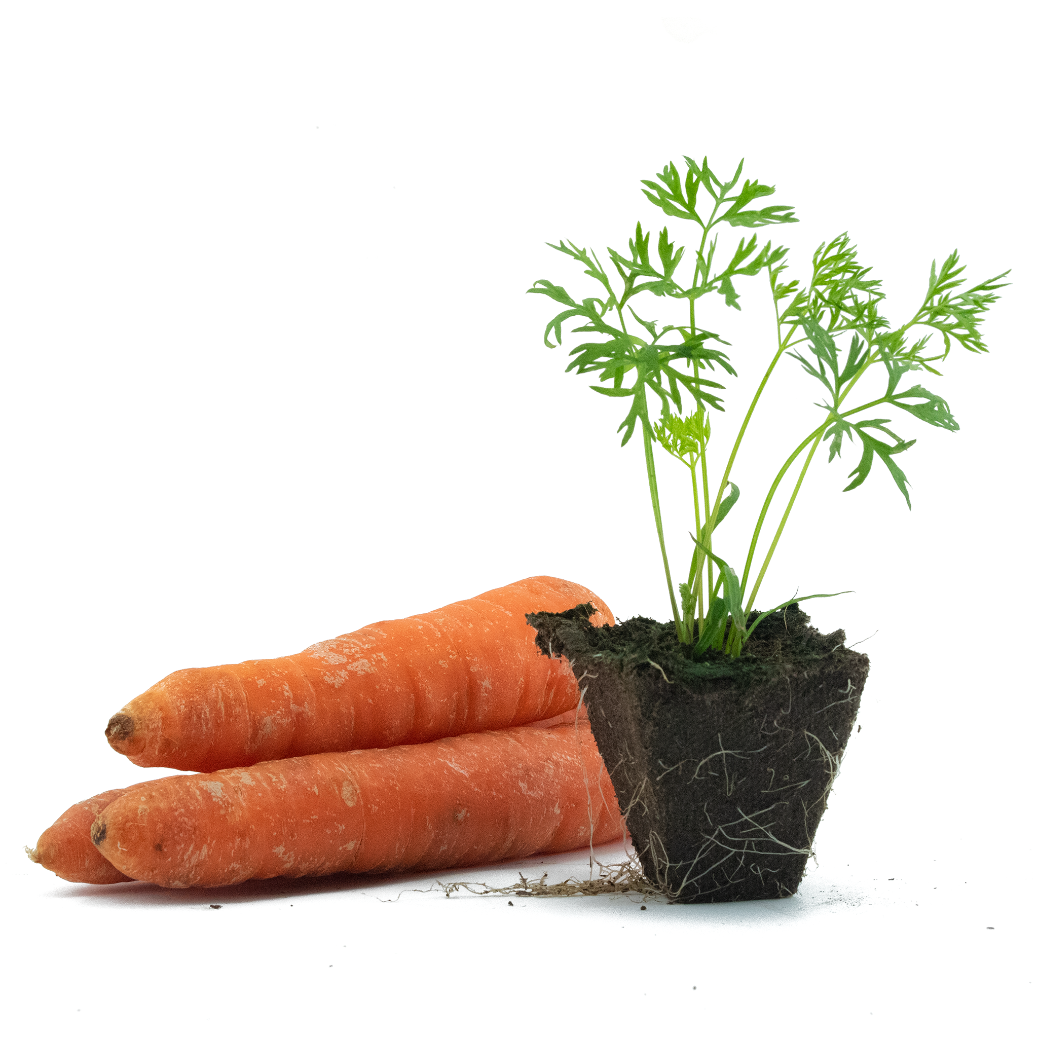 Carrots (Bolero)