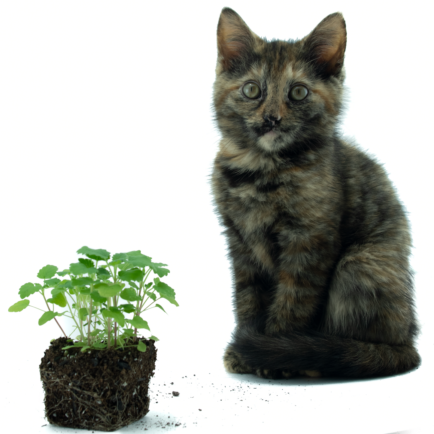 Catnip