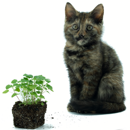 Catnip