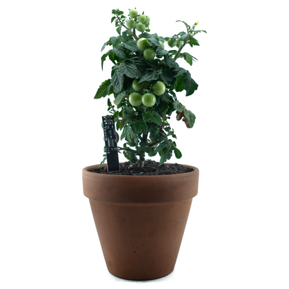 Plant Watering Alarm