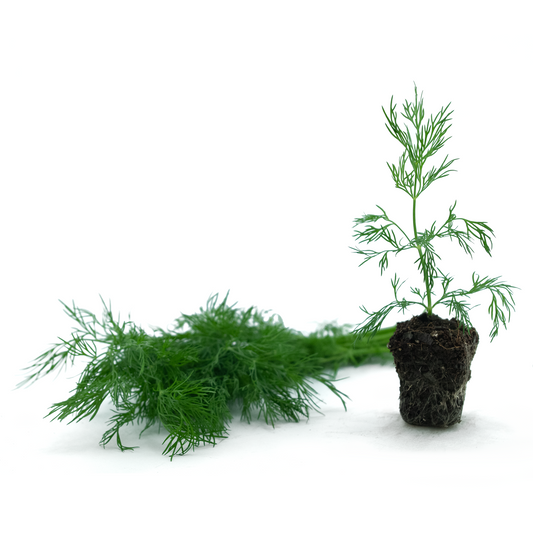 Dill
