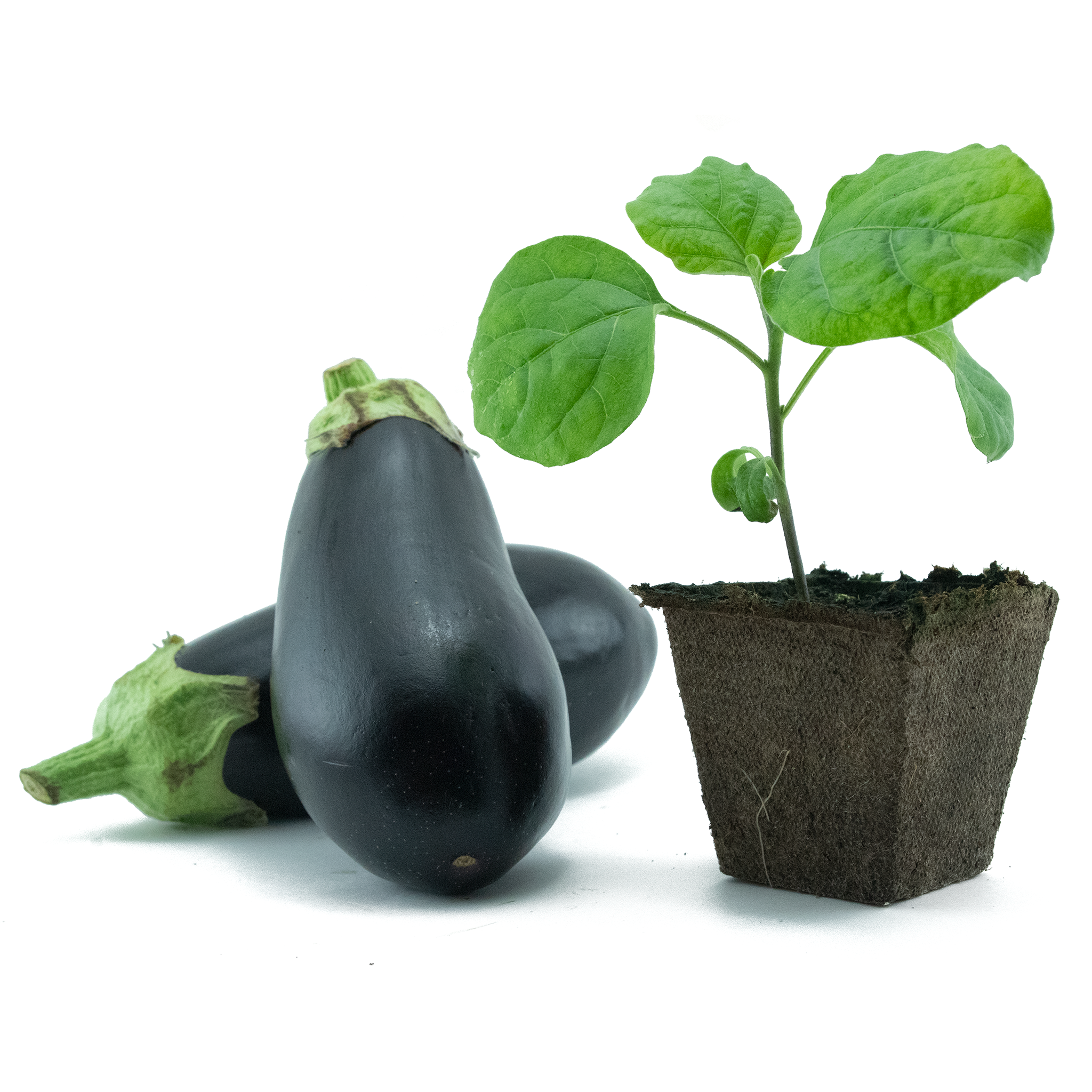 Eggplant (Aubergine) - TOCA
