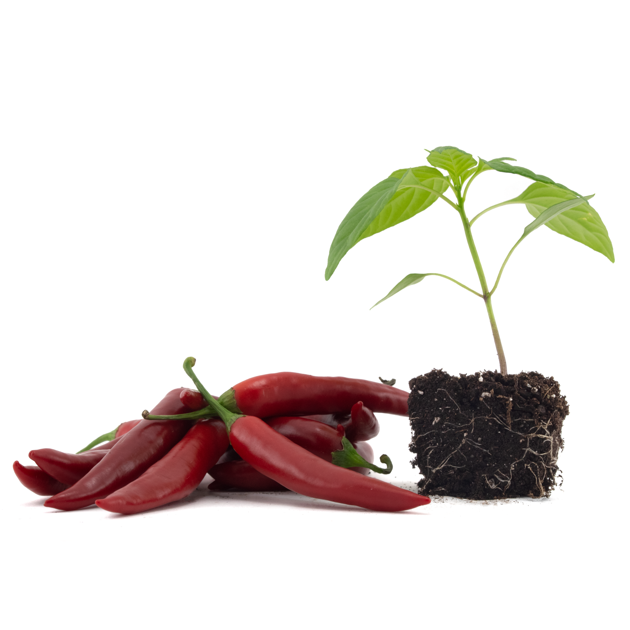 Hot Peppers (Long Red Cayenne)
