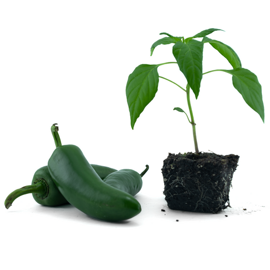 Jalapeño (Jalafuego)