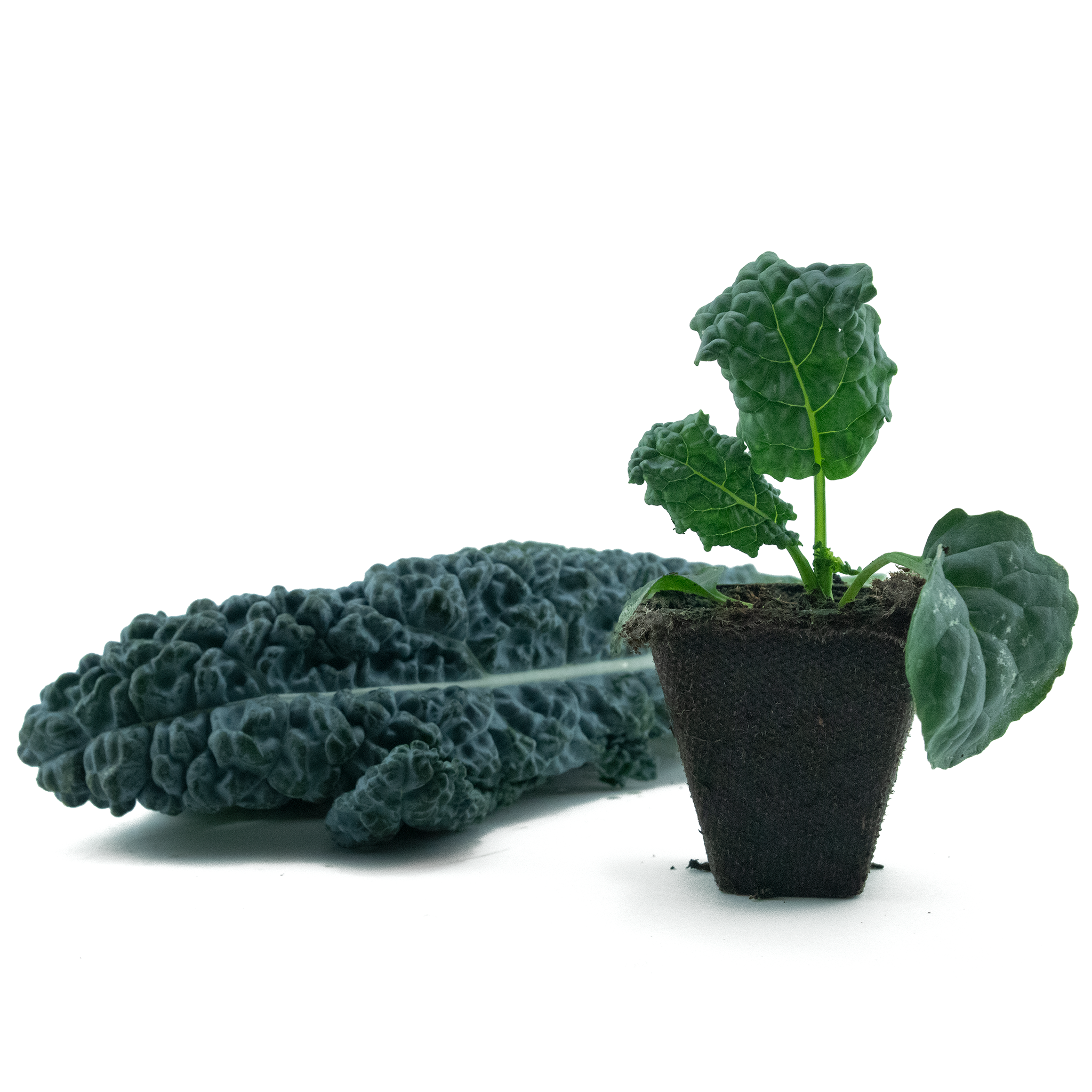 Kale (Black Magic)