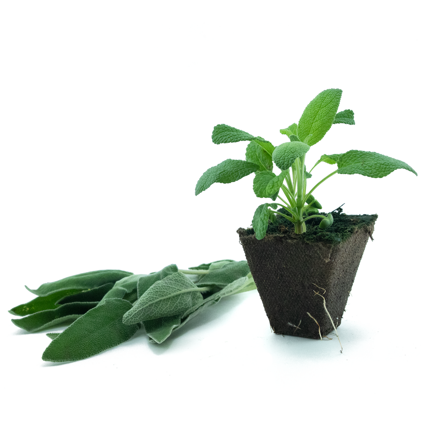 Sage