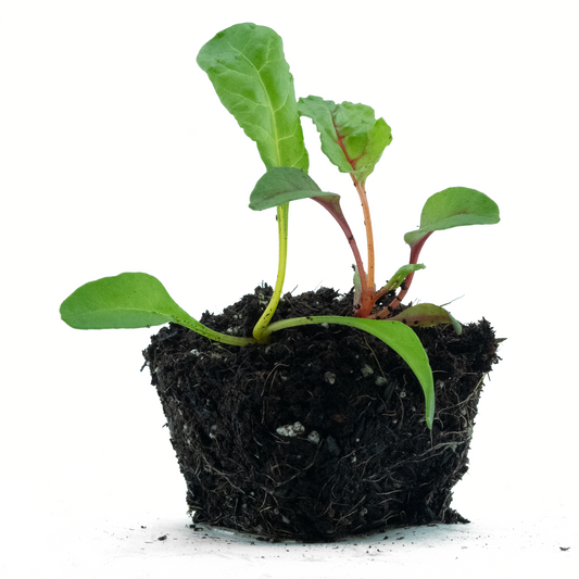 Rainbow Swiss Chard