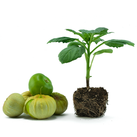 Tomatillo