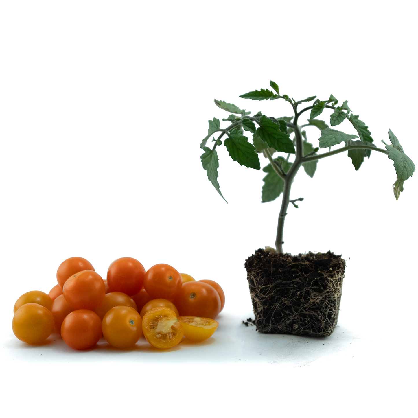 Cherry Tomato (Sun Gold)