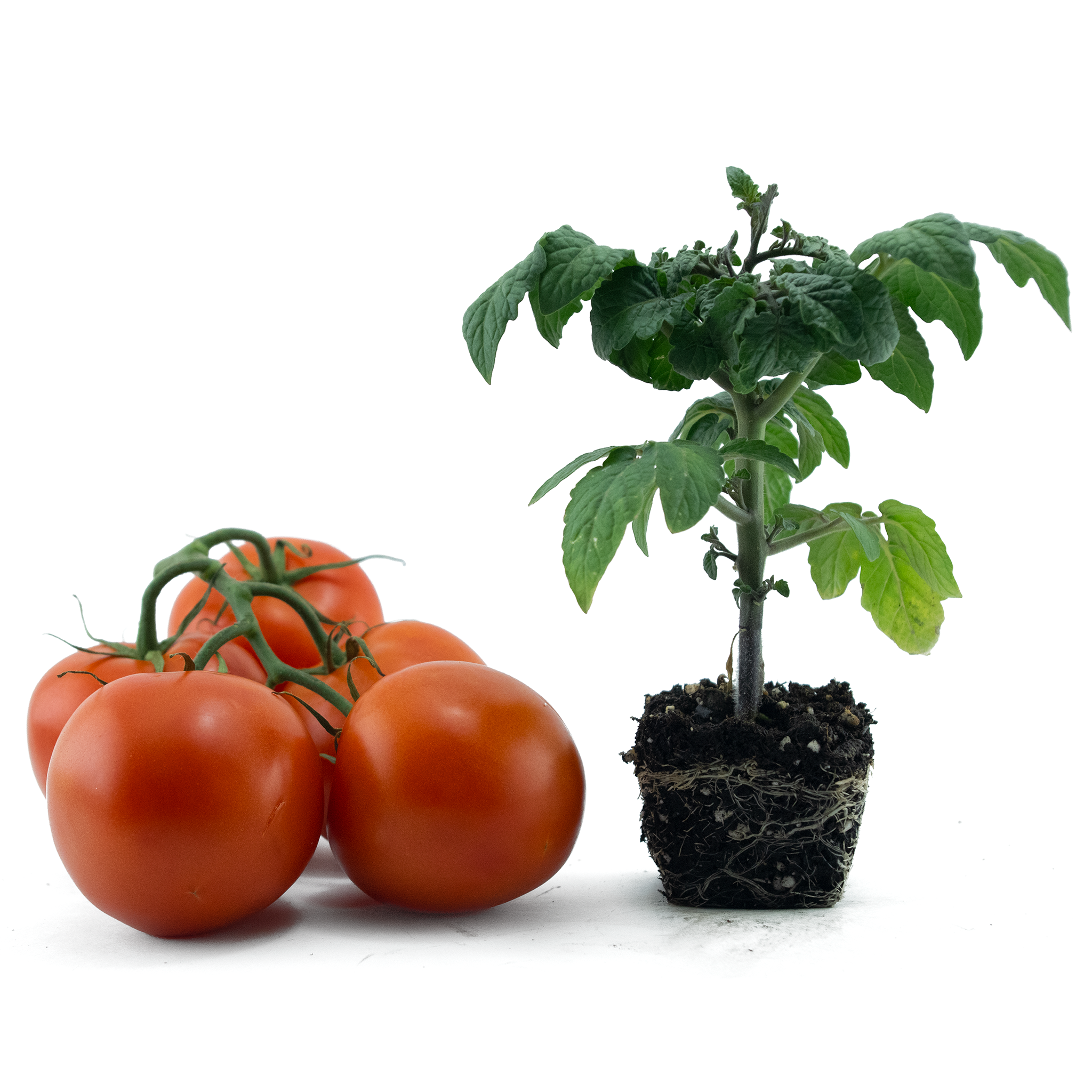 Tomato (Bush Early Girl)
