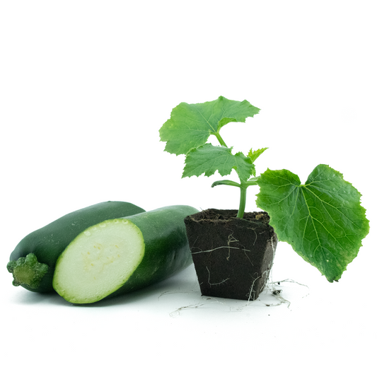 Zucchini
