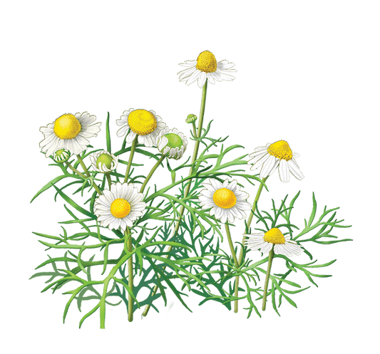 Chamomile