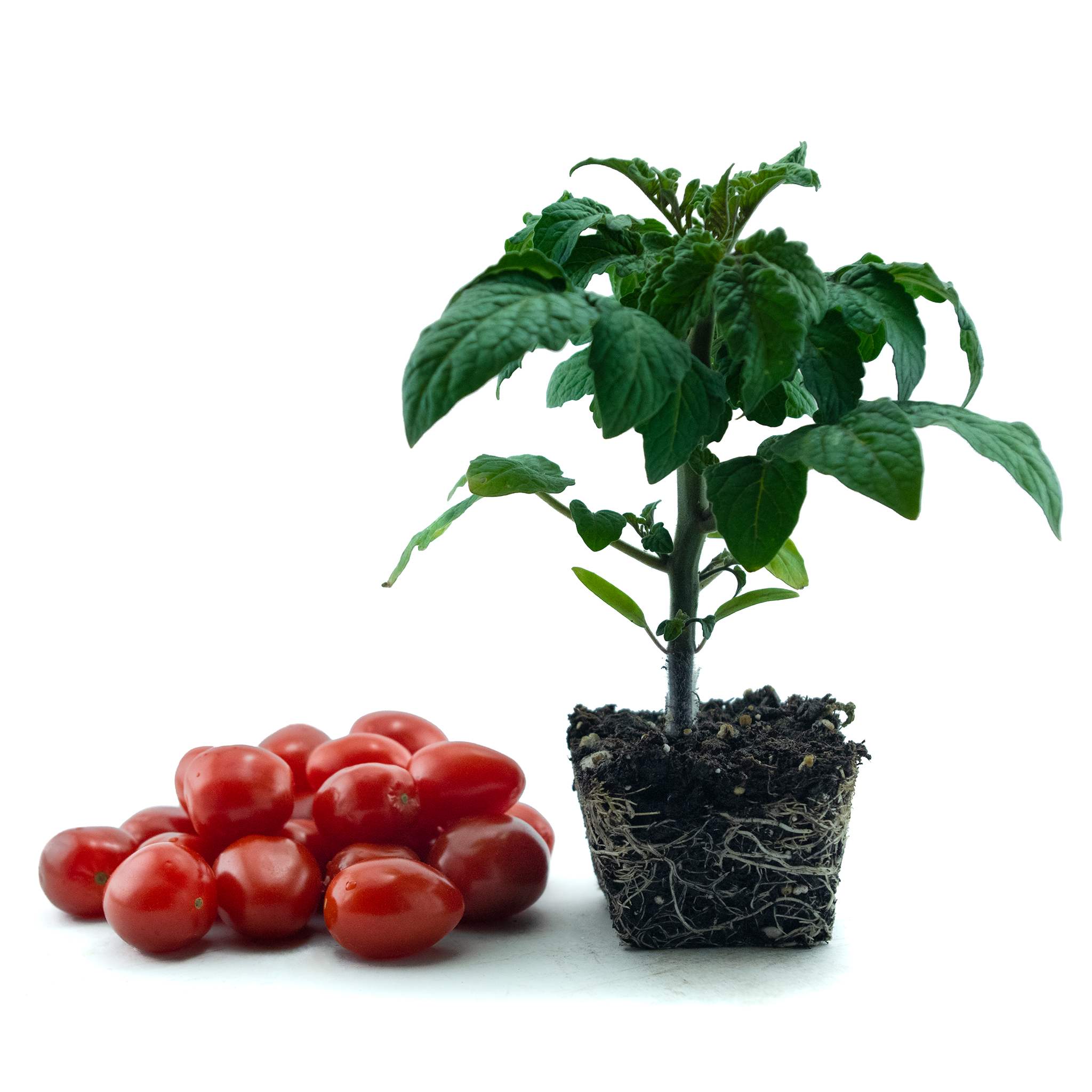 Cherry Tomato (Tidy Treats)